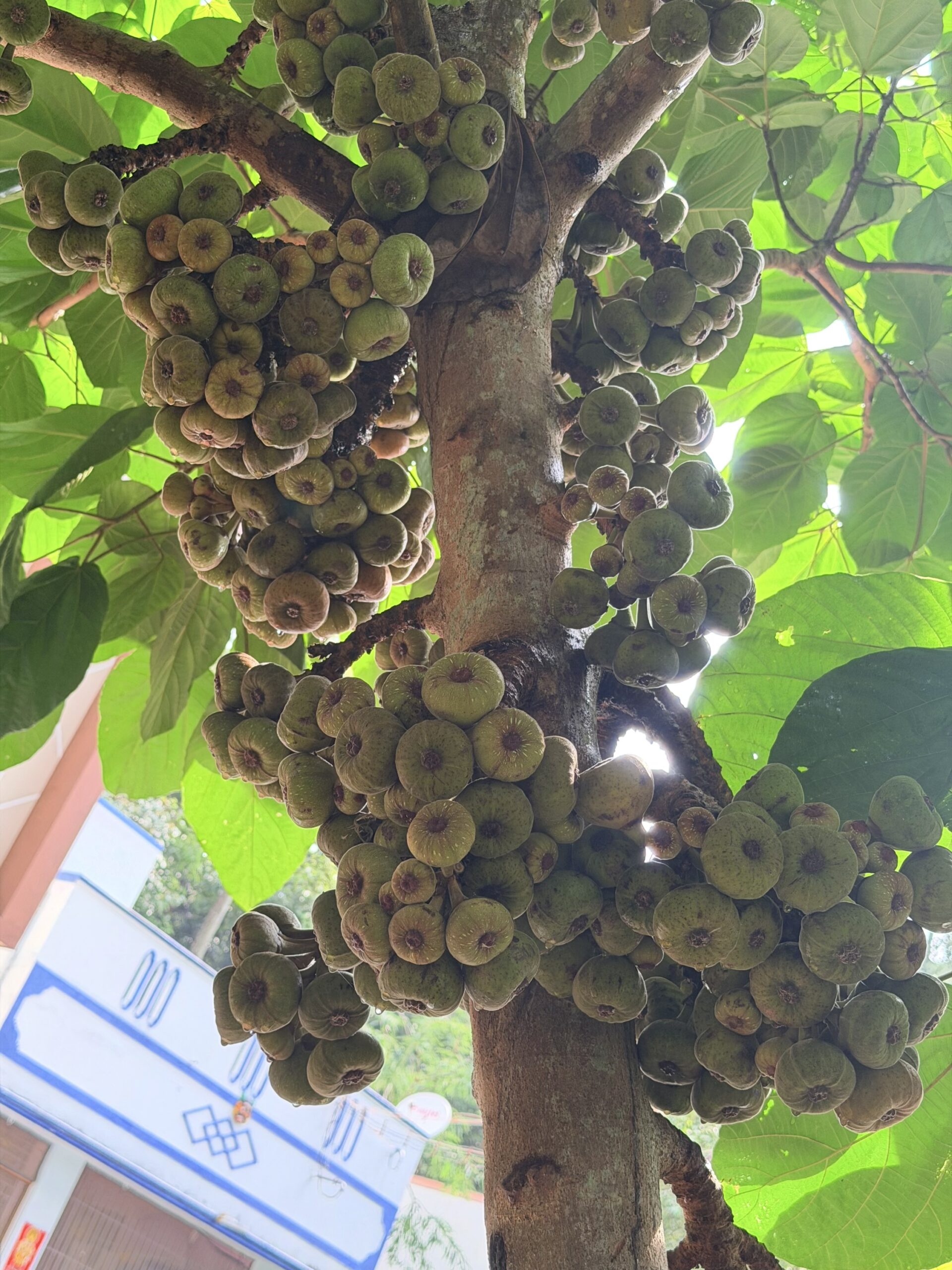 Fresh Wild Figs (1KG)