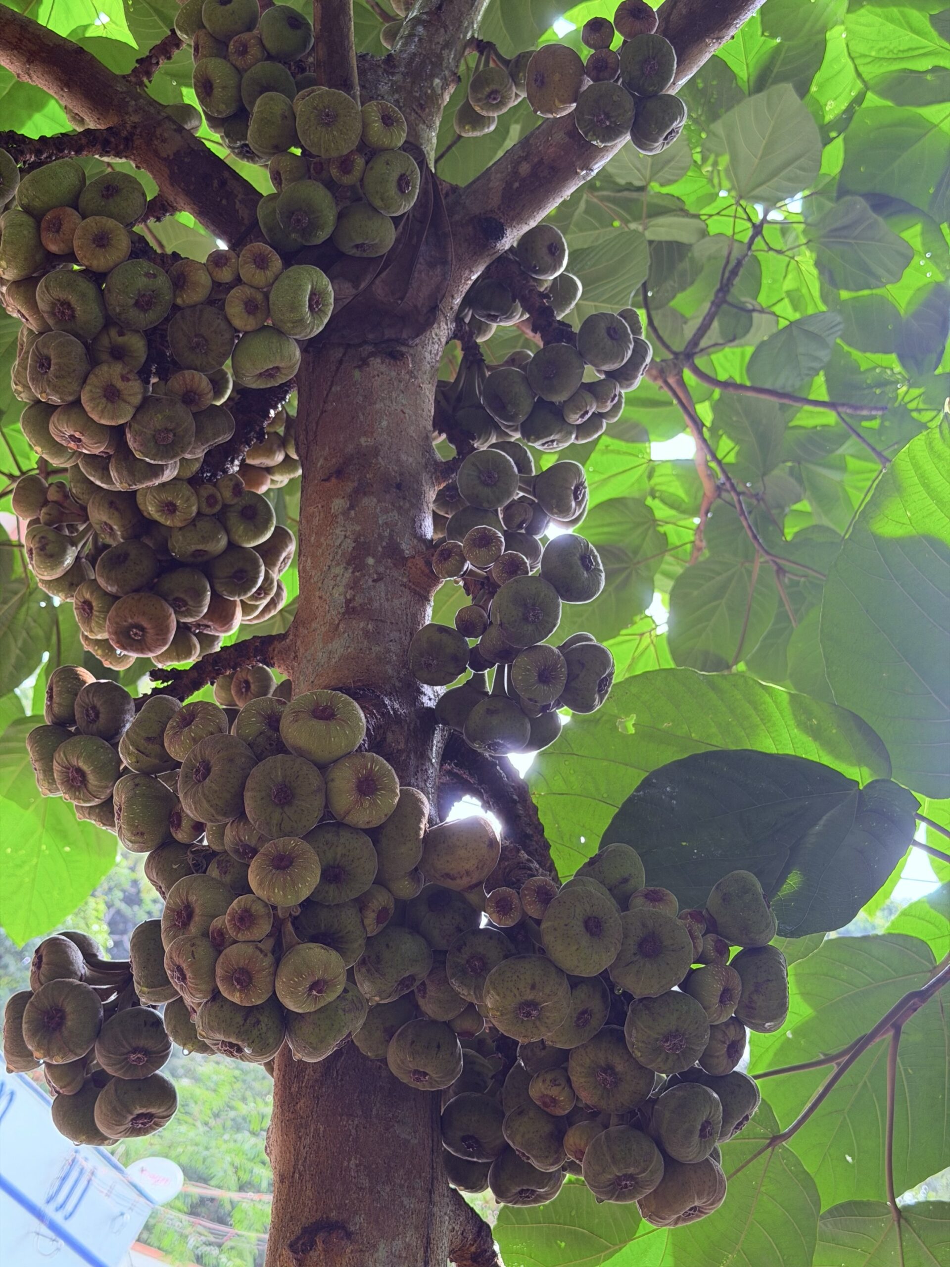 Fresh Wild Figs (1KG)